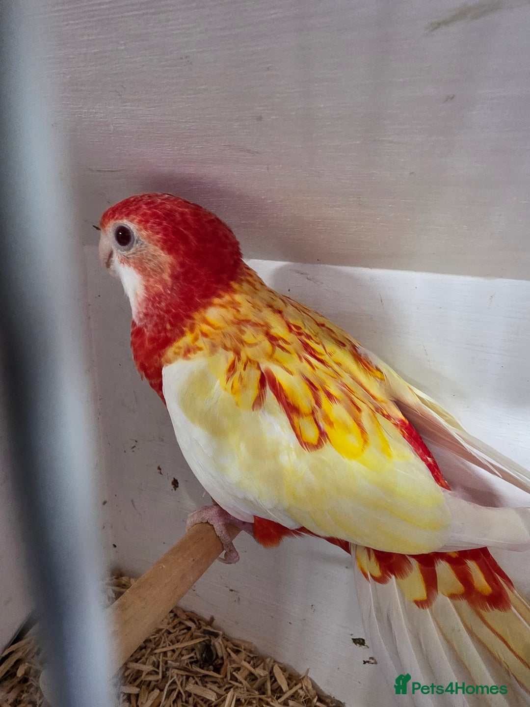 Parakeets birds for sale: Rosellas  - Advert 3