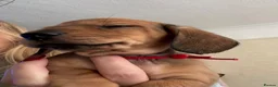 Miniature Dachshund dogs for sale: RED DAPPLE MINIATURE DACHSHUND  - Advert 6