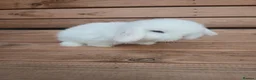 Mini Lop rabbits for sale: Purebred mini lop babies - Advert 2