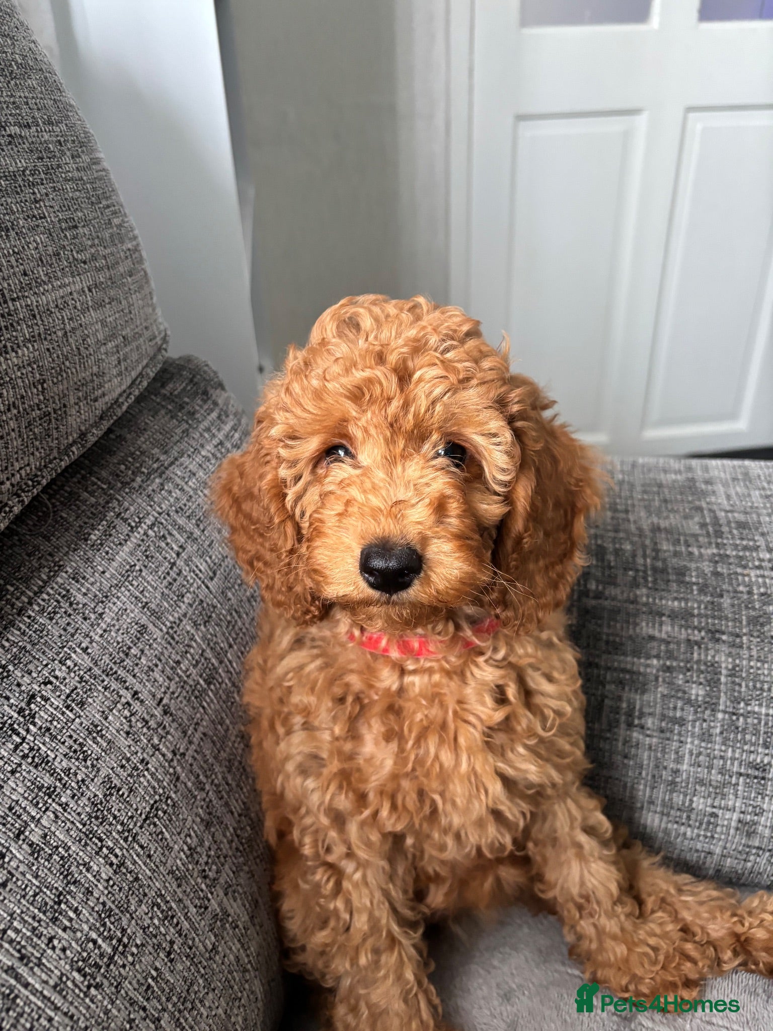 Miniature Poodle dogs Red Poodles puppies (Miniature) - Advert 5