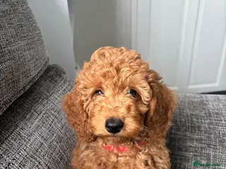 Miniature Poodle dogs Red Poodles puppies (Miniature) - Advert 3