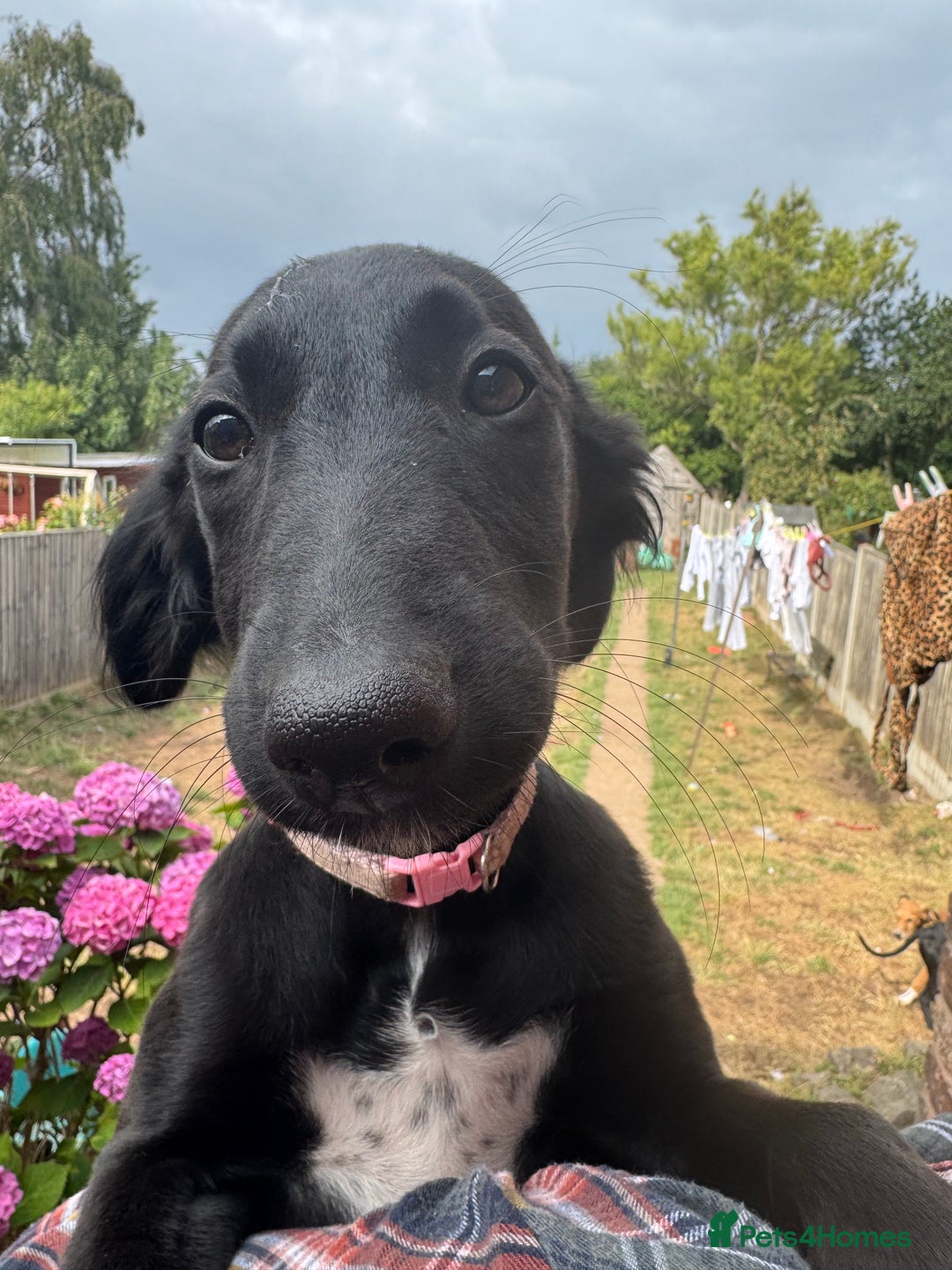 Mixed Breed dogs for sale: Saluki Lurcher pups - Image 3