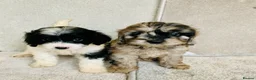 Cavapoo dogs for sale: Beautiful F1 Cavapoo puppies - Advert 7