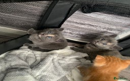 Mixed Breed cats for sale: 5 beautiful mixed British short hair  ✨ - Image 23