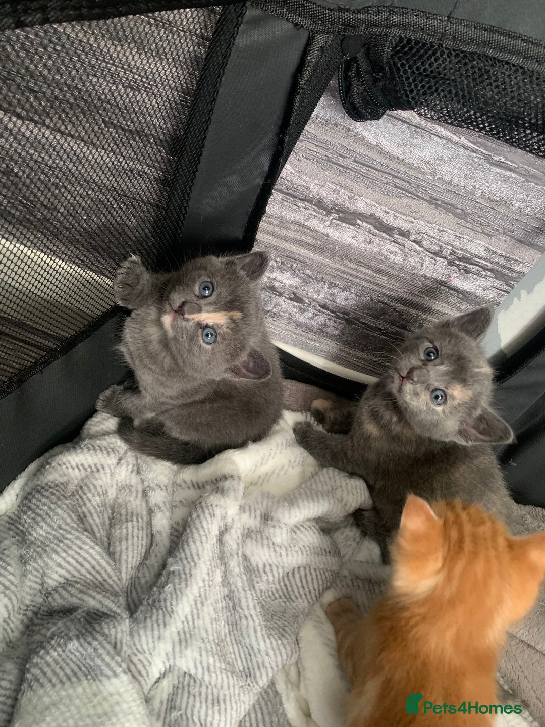 Mixed Breed cats for sale: 5 beautiful mixed British short hair  ✨ - Image 23