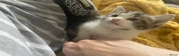 Domestic Shorthair cats for sale: Four kittens needing a home - Advert 7