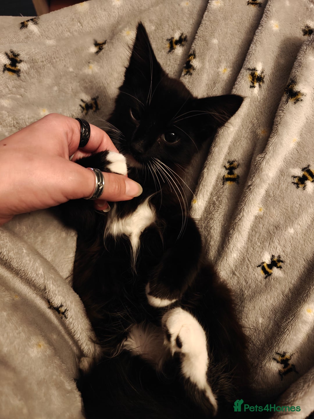 Domestic Shorthair cats for sale: Loving kittens - Image 8