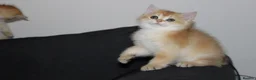 British Shorthair cats for sale: TICA pedigree pure breed golden kittens - Advert 12