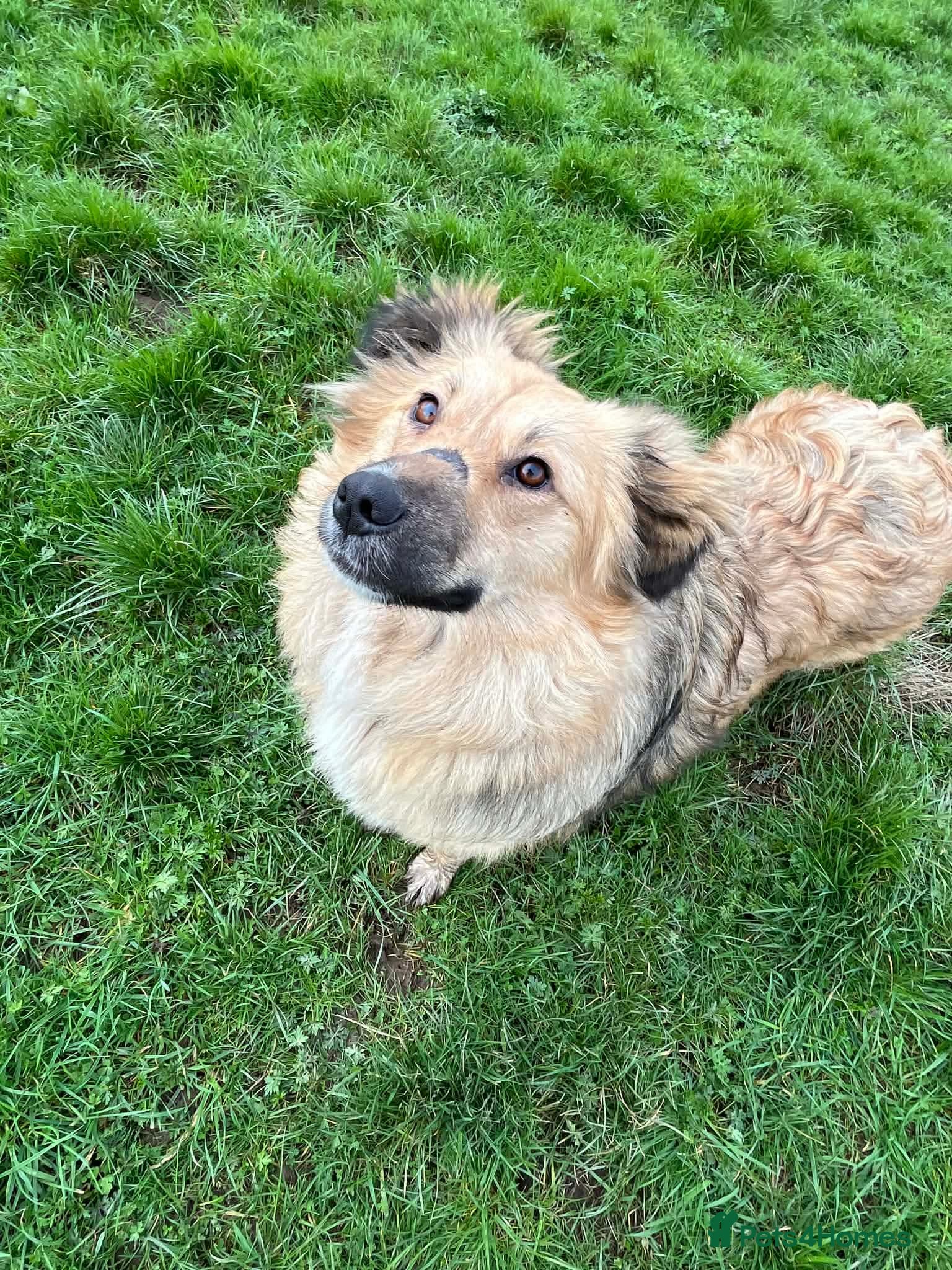 Mixed Breed dogs MISS MISHA - Advert 1