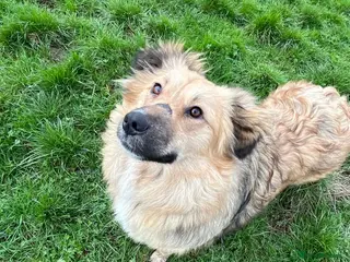 Mixed Breed dogs MISS MISHA - Advert 1