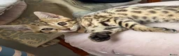 Bengal cats for sale: Genuine bengal kitten Tica registered  - Advert 5