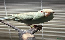 Parakeets birds for sale: Kakarikis for sale - Image 3
