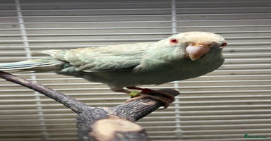 Parakeets birds - Advert 13