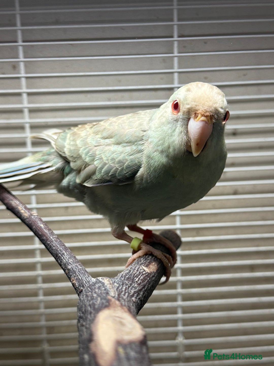 Parakeets birds for sale: Kakarikis for sale - Image 3