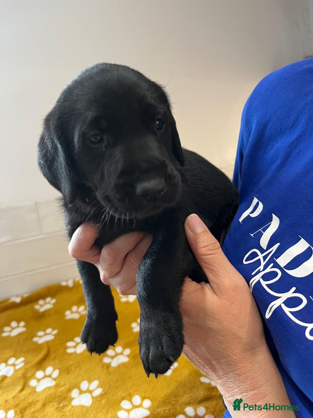 Labrador Retriever dogs for sale: Labrador Retriever Puppies - Image 4
