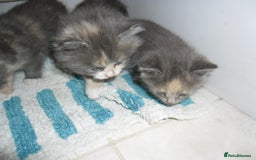 Mixed Breed cats for sale: 5 Beautiful kittens for sale  - Image 14