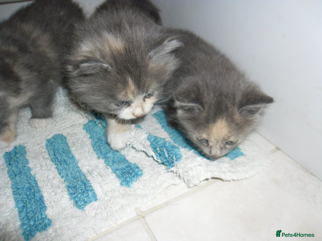 Mixed Breed cats for sale: 5 Beautiful kittens for sale  - Image 14