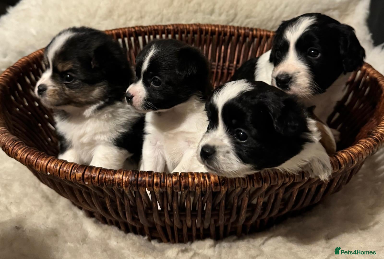 Mixed Breed dogs Jack russle x pomerainian  - Advert 6