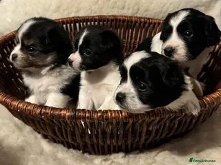 Mixed Breed dogs Jack russle x pomerainian - Advert 3