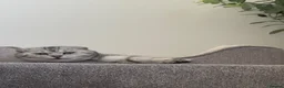 Scottish Fold cats for sale: Freddie 2 year old - Advert 3