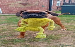 Boxer dogs for sale: Female boxer for sale  - Image 5