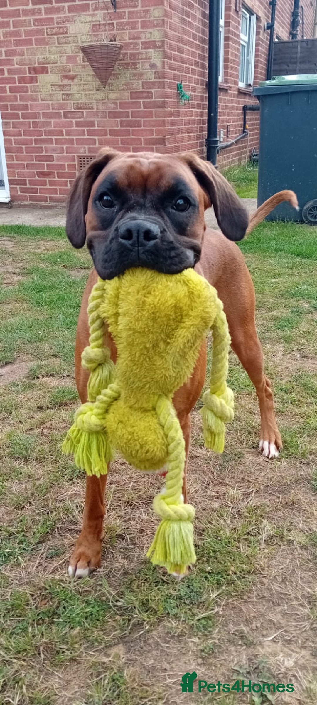 Boxer dogs for sale: Female boxer for sale  - Image 5