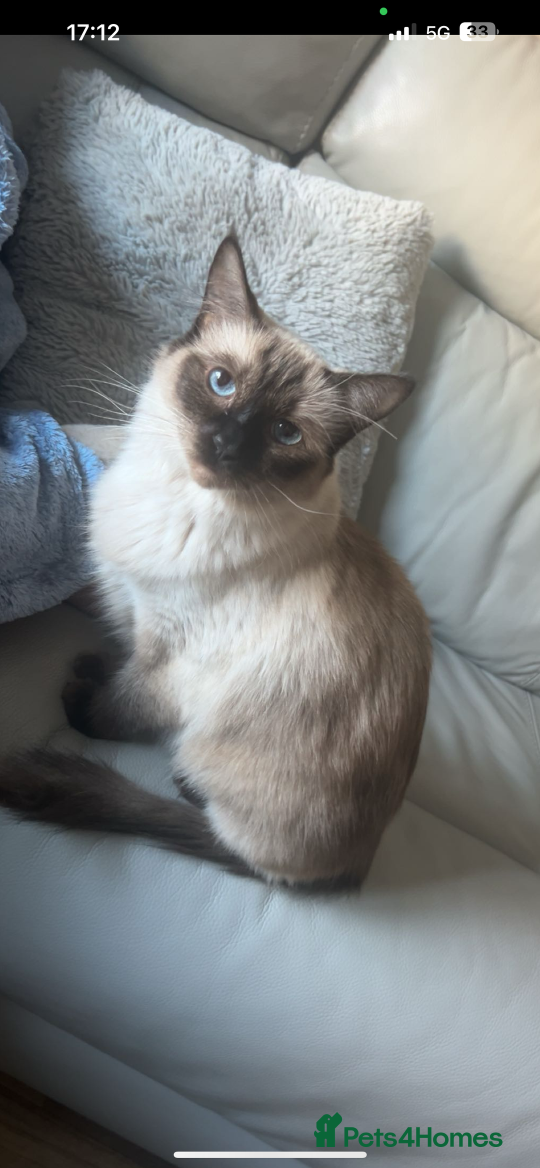 Mixed Breed cats for sale: Mixed kittens  - Image 6