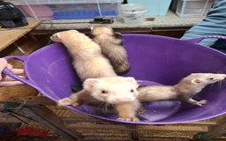 Ferret rodents for sale: Ferret Kits for Sale - Image 7