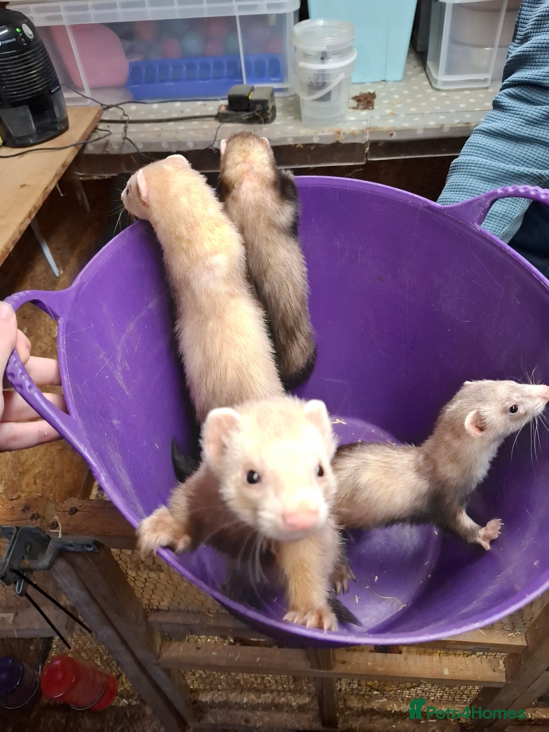 Ferret rodents for sale: Ferret Kits for Sale - Image 7
