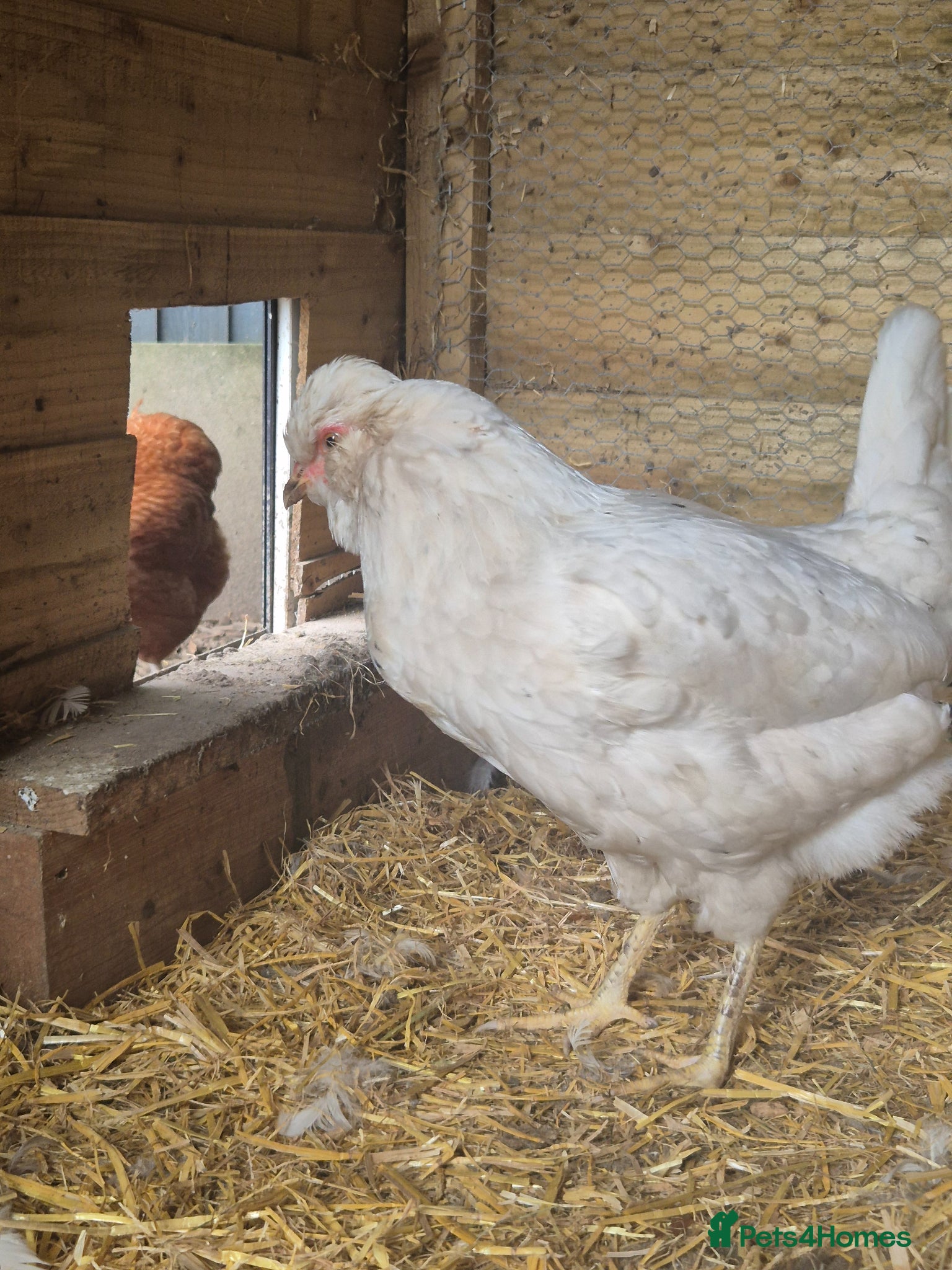 Chickens poultry 2 laying chickens left needing a new home - Advert 12