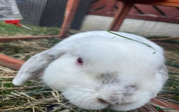 Mini Lop rabbits for sale: Two male lops for sale  - Image 5