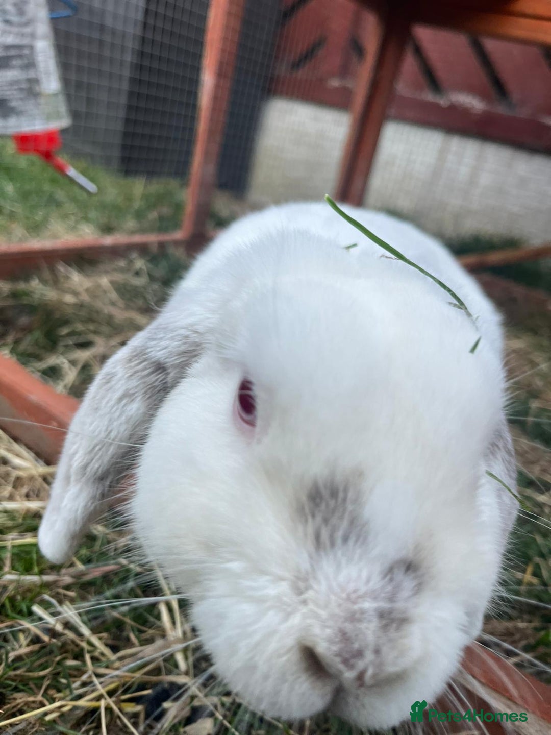 Mini Lop rabbits for sale: Two male lops for sale  - Image 5