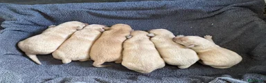 Labrador Retriever Puppy 2