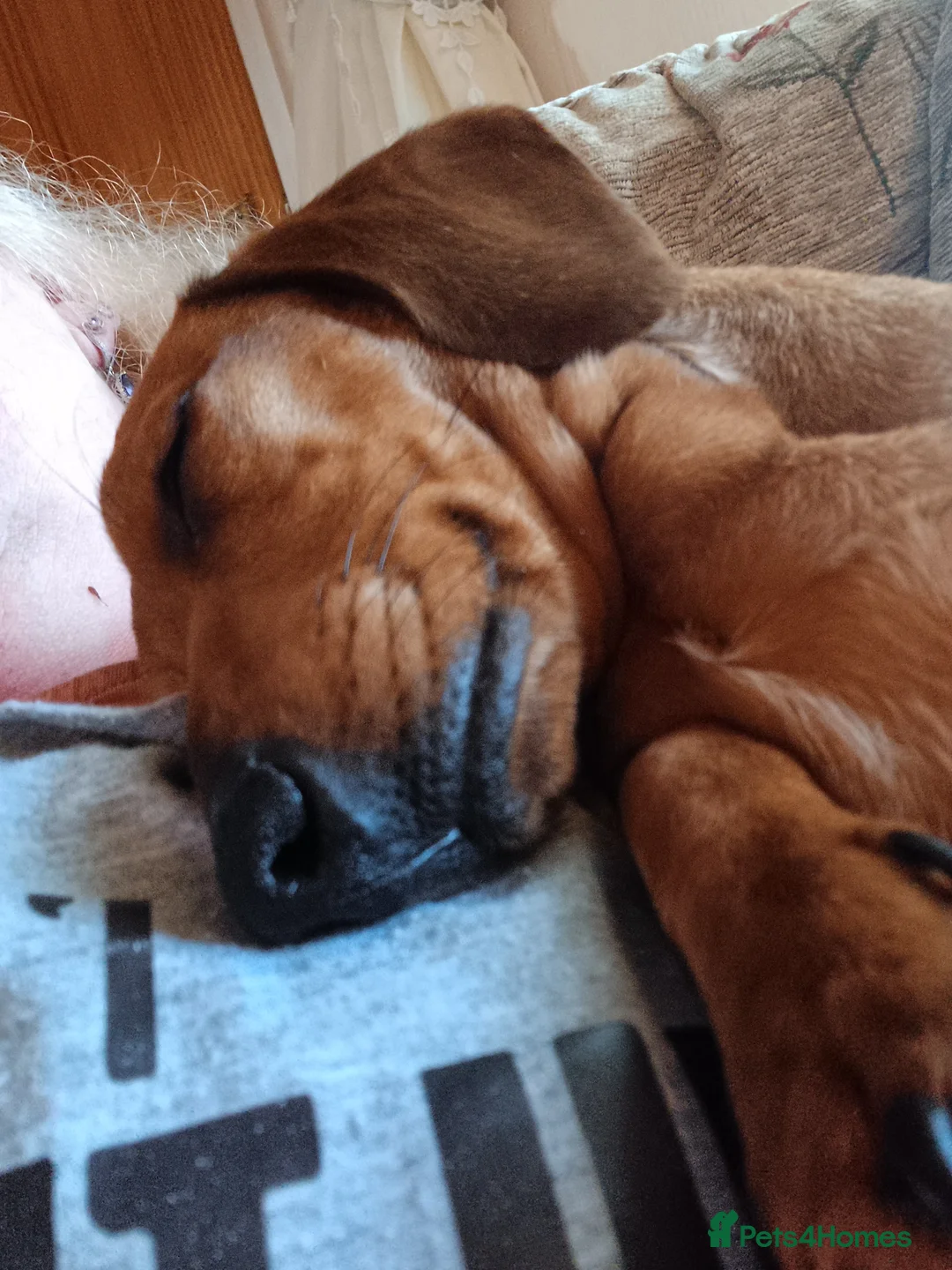 Miniature Dachshund dogs for sale: Miniture short haired dachshund  - Advert 24