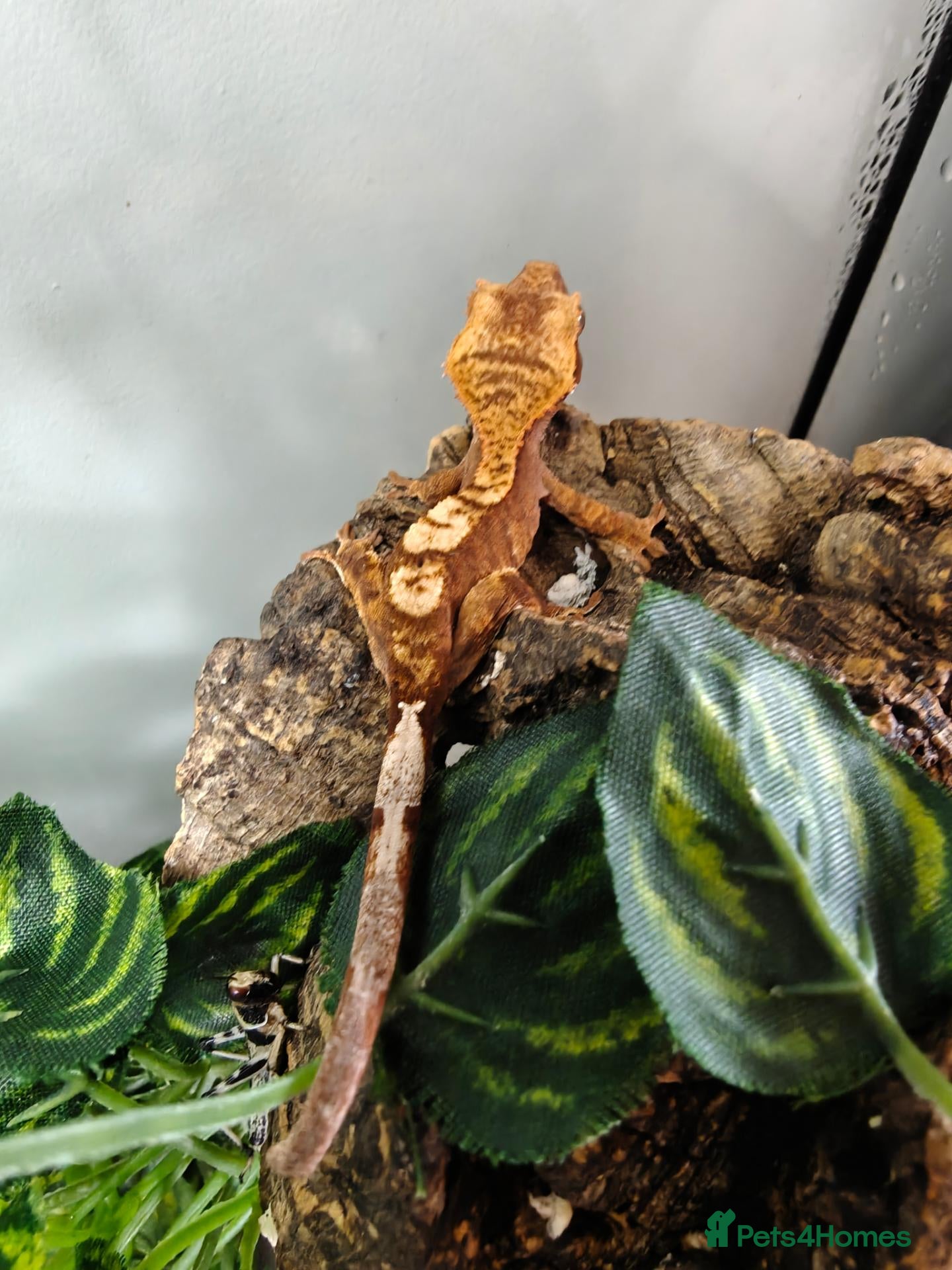 Gecko reptiles Unsexed Baby Crested Geckos - Advert 18