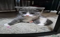 British Shorthair cats for sale: Adorable British Shorthair x Persian Kittens  - Image 11
