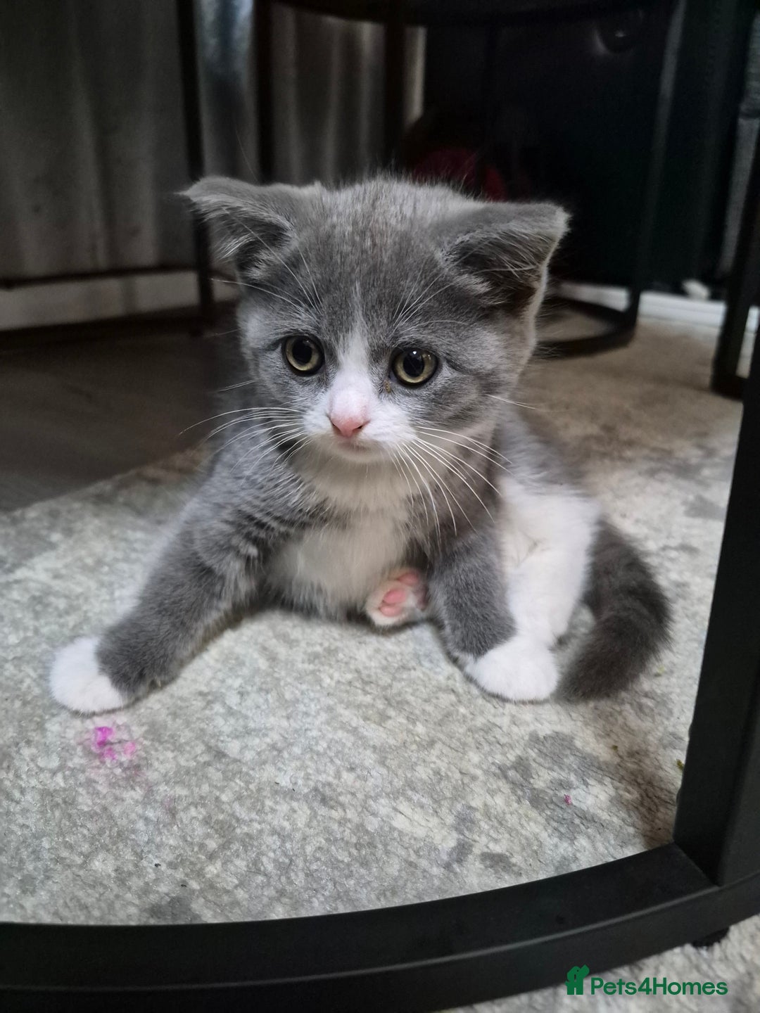 British Shorthair cats for sale: Adorable British Shorthair x Persian Kittens  - Image 11