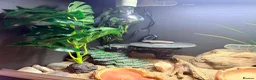 Gecko reptiles for sale: Potato the gecko and vivarium - Advert 9