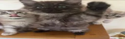 Ragcoon cats for sale: Cuteness Overload Incoming! Adorable Ragcoon Kitts - Advert 5