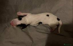 Cocker Spaniel dogs for sale: ‘Show Type’ Cocker Spaniel Puppies. KC Registered. - Image 9