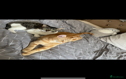 Mixed Breed cats for sale: 2 male ginger and white tabby female for adoption - Image 12