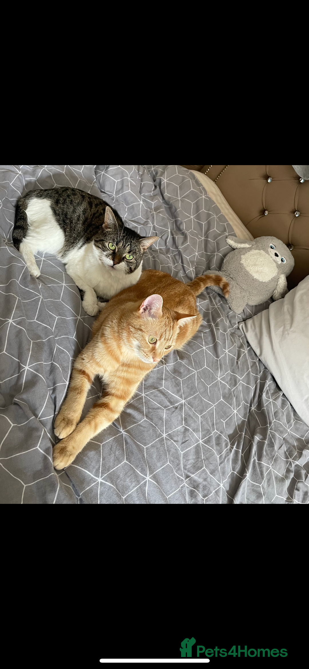 Mixed Breed cats for sale: 2 male ginger and white tabby female for adoption - Image 12