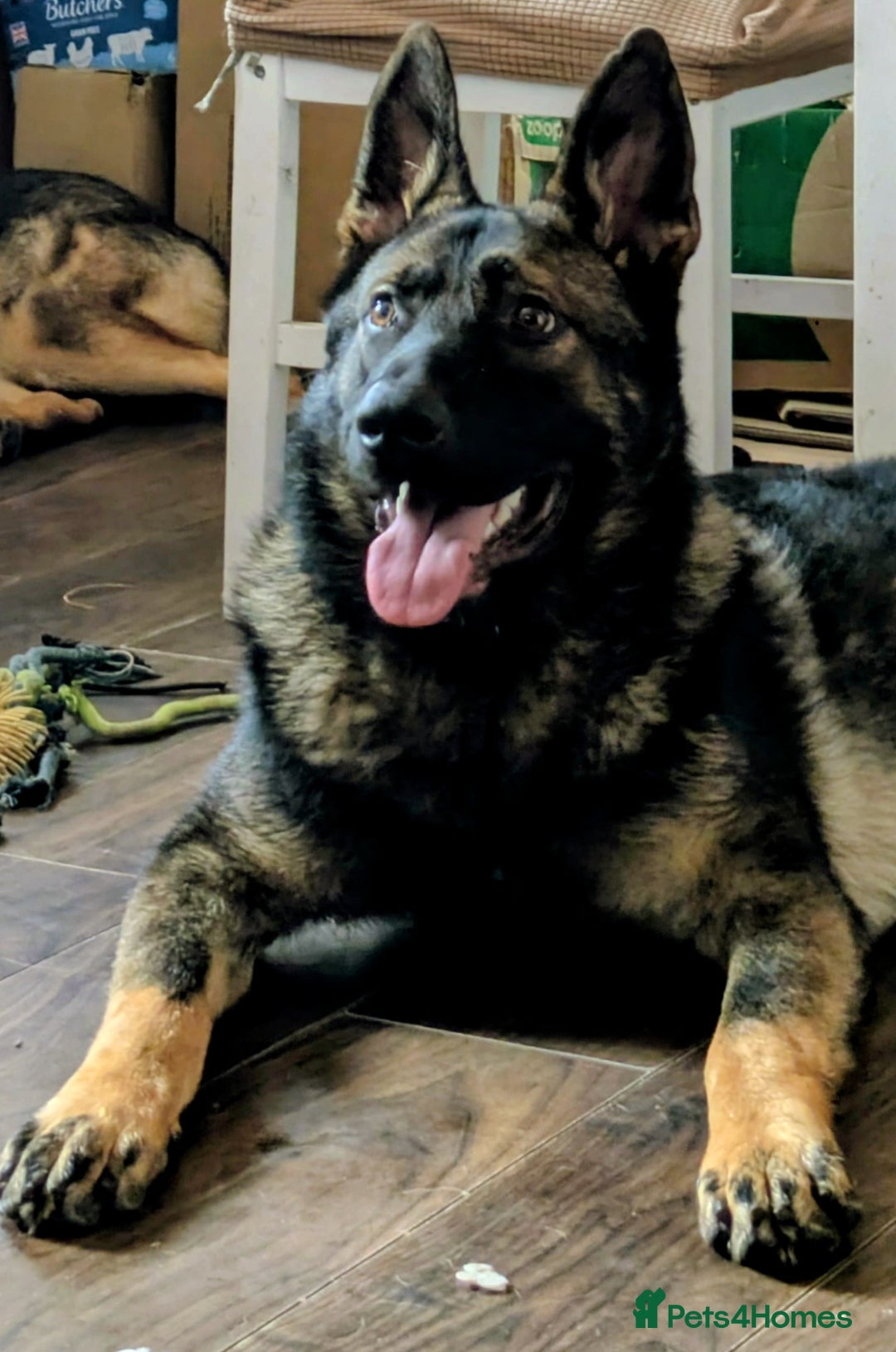 German Shepherd dogs for sale: 10 month old GSD Male and Female puppy available - Advert 7