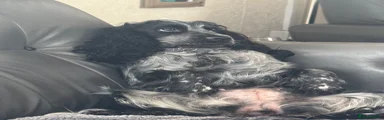 Cocker Spaniel 1