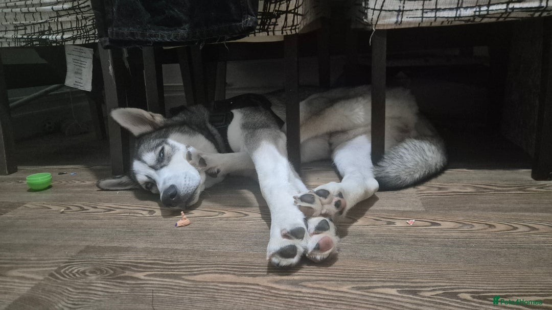 Siberian Husky dogs for sale: Meet Cosmo - Advert 3