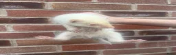 Ferret rodents for sale: Hob Ferrets - Advert 1