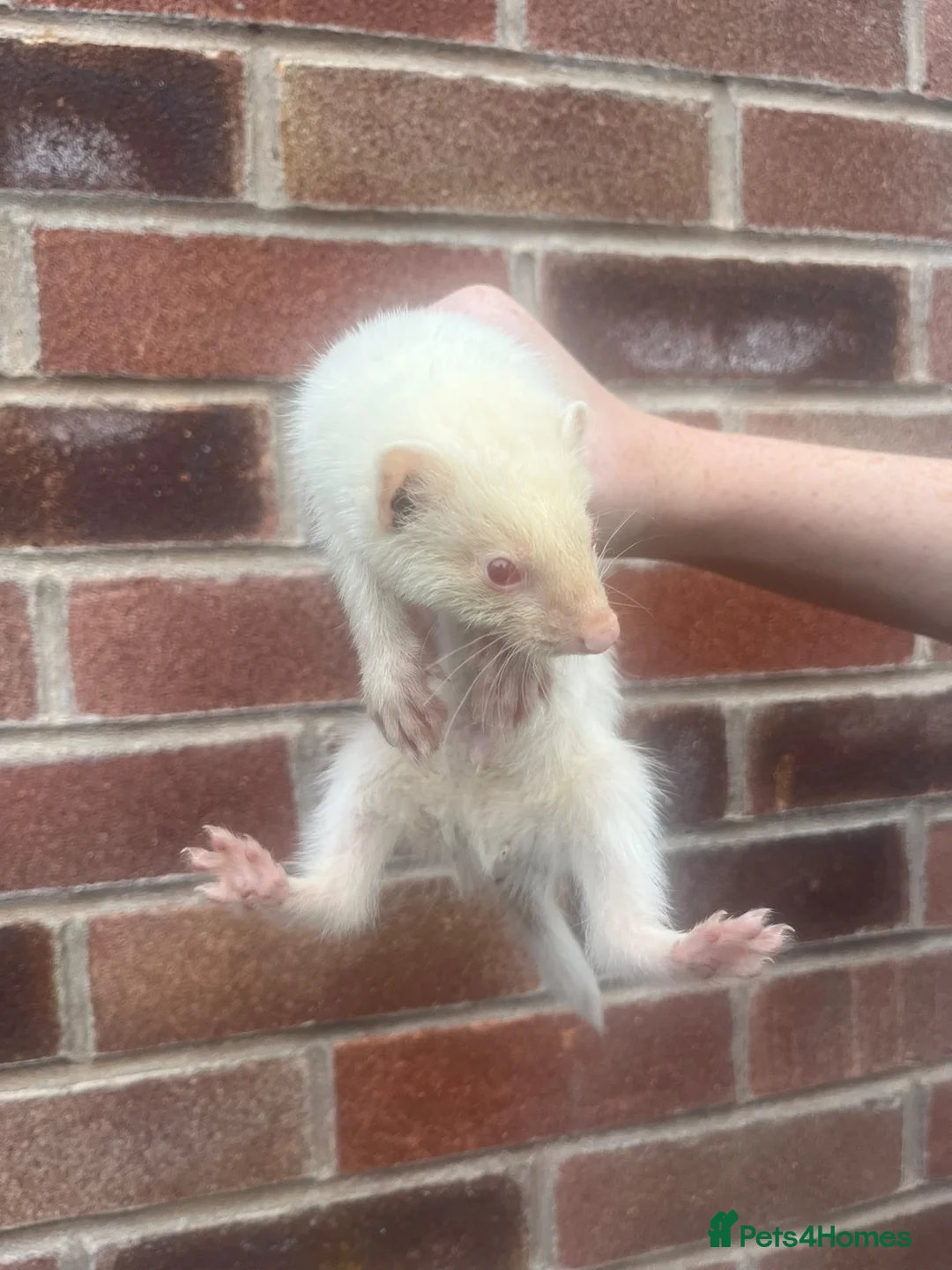 Ferret rodents for sale: Hob Ferrets - Advert 1