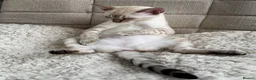 Bengal cats for sale: Snow bengal kittens  - Advert 8