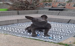 Belgian Shepherd Dog dogs for sale: Blue Dutch Herder - Image 1