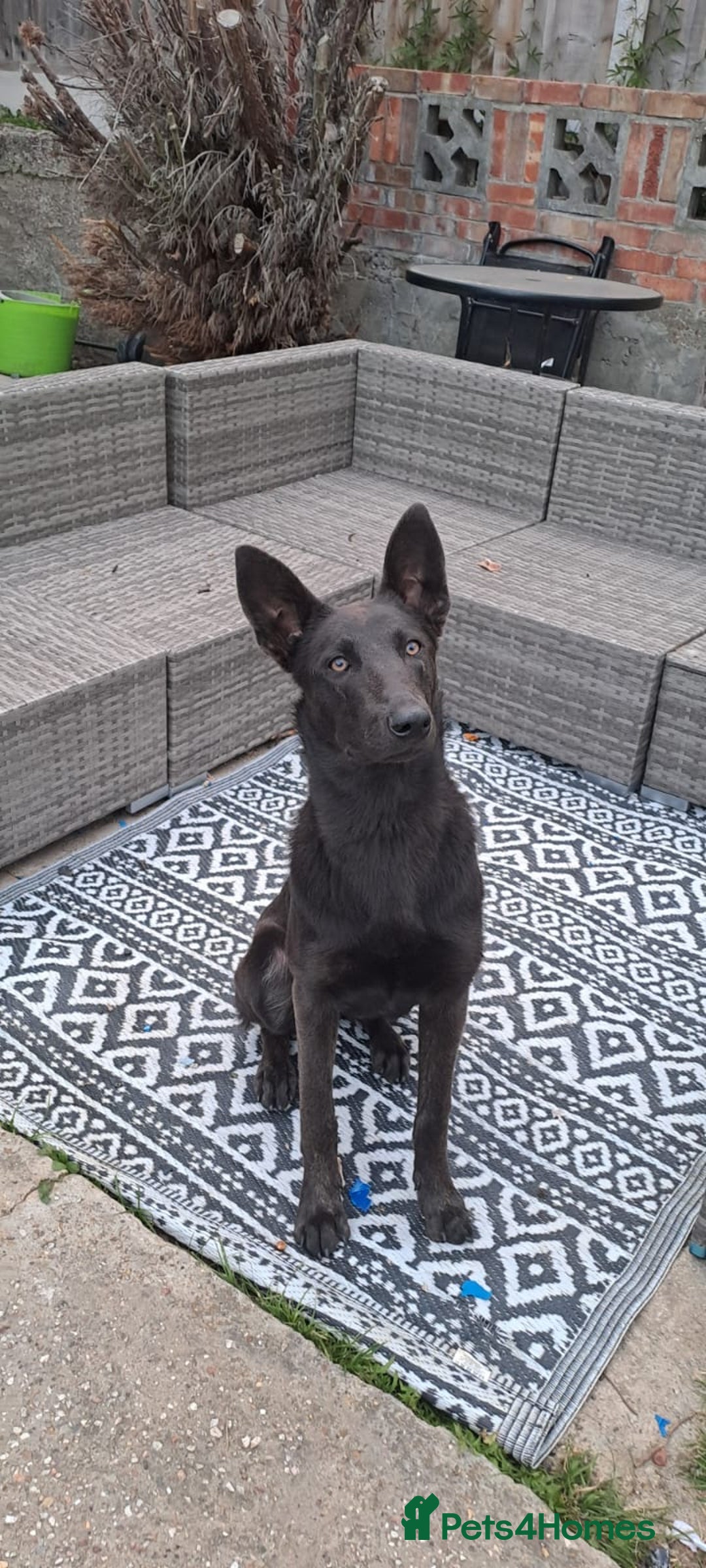 Belgian Shepherd Dog dogs for sale: Blue Dutch Herder - Image 1